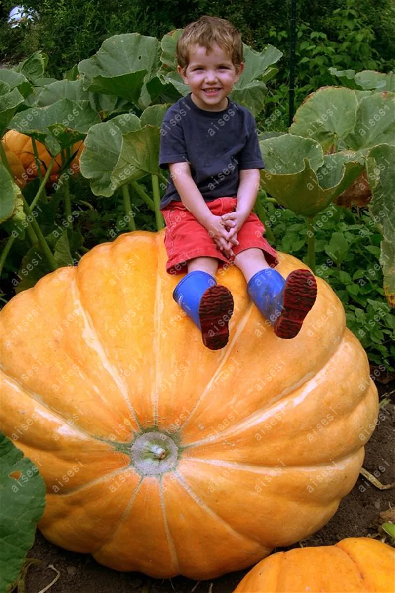 20pcs/ Giant pumpkin bonsai, vegetable plant large U.S. super giant pumpkin flores for home and garden