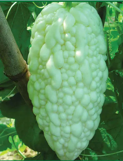 21 Thailand Fat White Melon Bitter Gourd Seeds Emergency Survival Garden Vegetable Seeds Heirloom Ships Free Seed Growth Ship Effectsseeds Of Light Jewelry Aliexpress