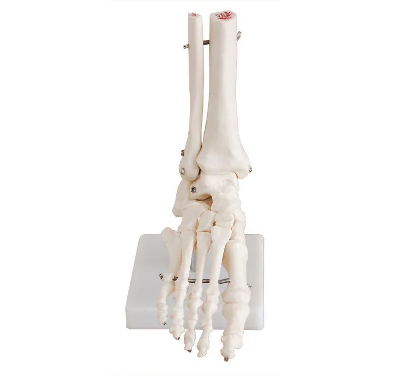 

Professional 1:1 Human Life Size Right Foot & Hand Joint Anatomical Model Ankle Joint Surgery Skeleton Model