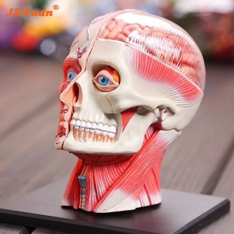 

free shipping 3d head model head muscle and nerve system assembled Human Anatomy dimensional model