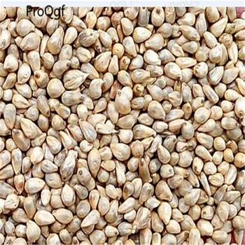 

Ngryise 9000Pcs A Set Pennisetum Purpureum Sugarcane