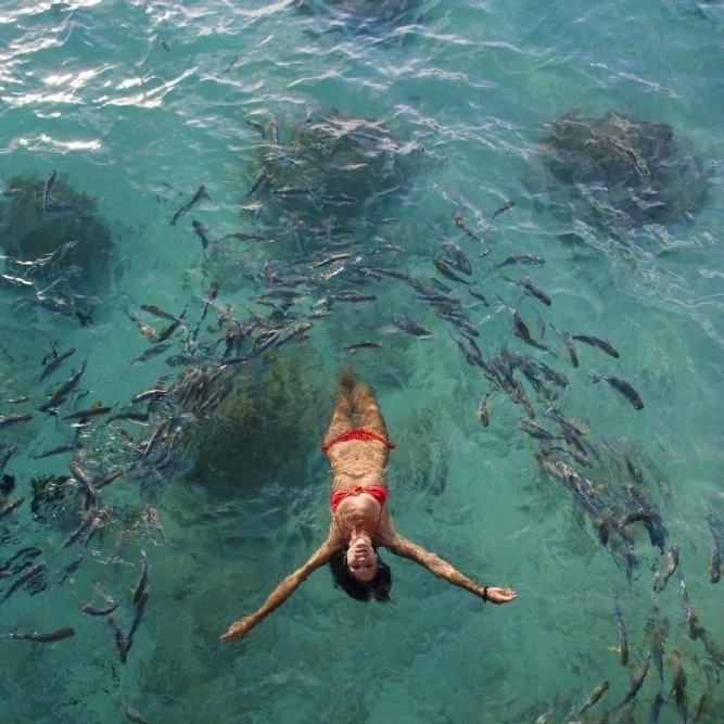 School Of Fish Encircling Woman Floating In Tropical Ocean Water. Poster Print (24 x 36)