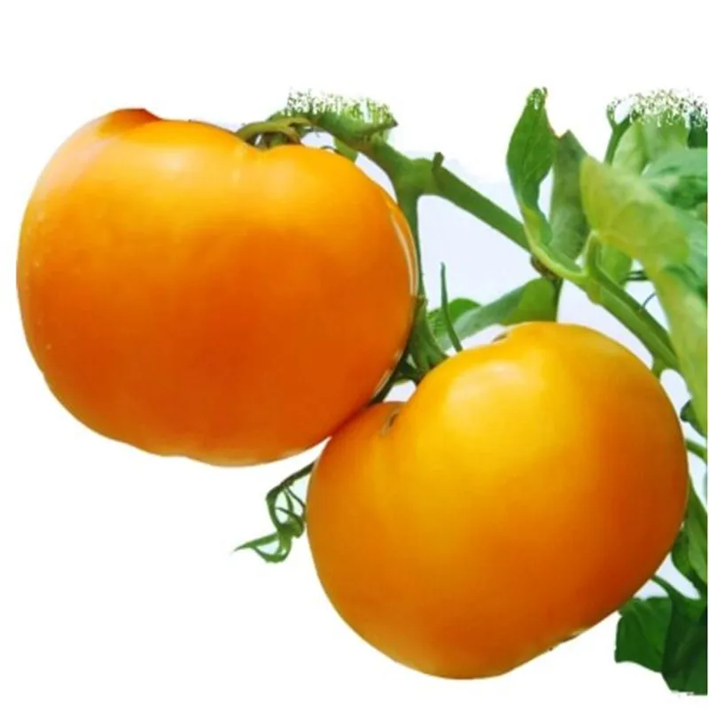 

Sweet orange tomato bonsai yellow tomatoes four seasons sowing garden balcony potted fruits and vegetables bonsai 200pcs