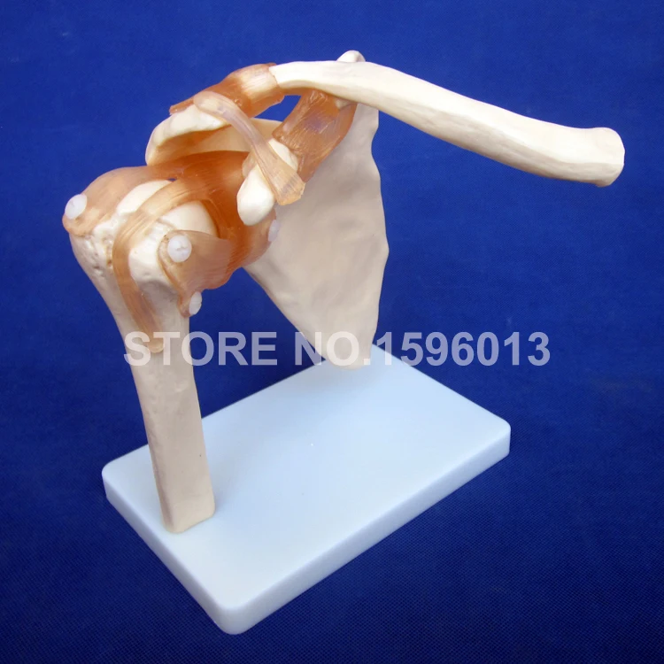 109 shoulder joint (6)