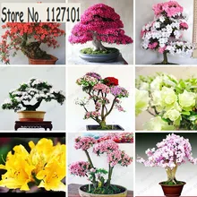 100 Pcs/ bag 22 kinds Azalea Flower Seeds Rhododendron plant, Rare Bonsai DIY Garden Plants, Like Sakura Japanese Cherry Blooms