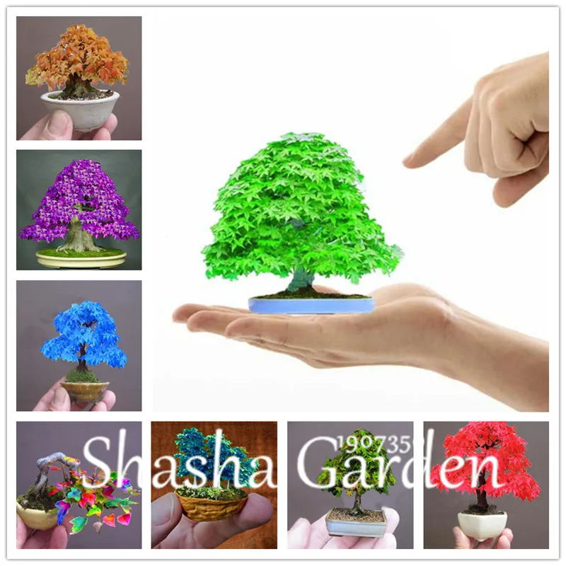 

Hot Sale! 30 pcs Mini Maple tree, bonsai blue maple tree japanese maple plants, plants for home garden and Balcony, Easy to Grow