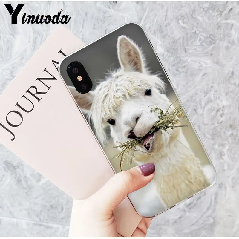 Lama Alpacas Animal