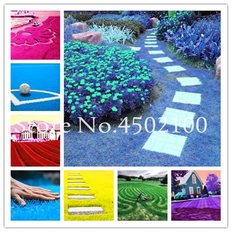 500 قطع نادر الأزرق العشب بونساي الخضرة الحديقة مصنع قوس قزح المعمرة زهرة حديقة ملاعب كرة قدم فيلا عالية الصف النباتات في الهواء الطلق