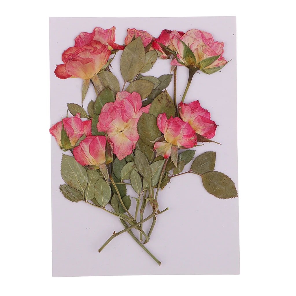 10x Pressed Dried Rose Flowers DIY Phone Case Bookmark Resin Jewelry for Art Paper Making Gift Packaging Materials Craft