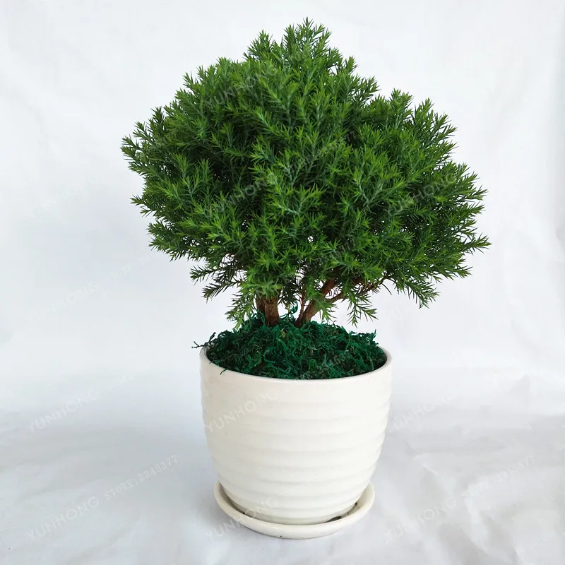 50 Pcs Asparagus Myriocladus Tree Bonsai Plant Chamaecyparis Obtusa Arborvitae Grow Peng Lai Song Cypress Bonsai 50 Pcs Asparagus Myriocladus Tree Bonsai Plant Chamaecyparis Obtusa Arborvitae Grow Peng Lai Song Cypress Bonsai