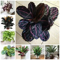 20-Kinds-200PCS-Calathea-Seeds-Air-Freshening-Plants-Beautiful-Flowers-Seeds-Office-Desk-Bonsai-for-Flower.jpg_200x200