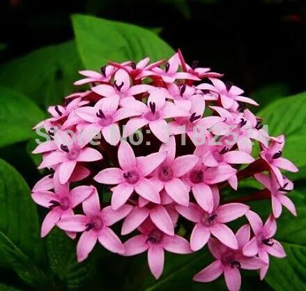 Pentas Lanceolata Flower seeds 50PCS Starry flower...