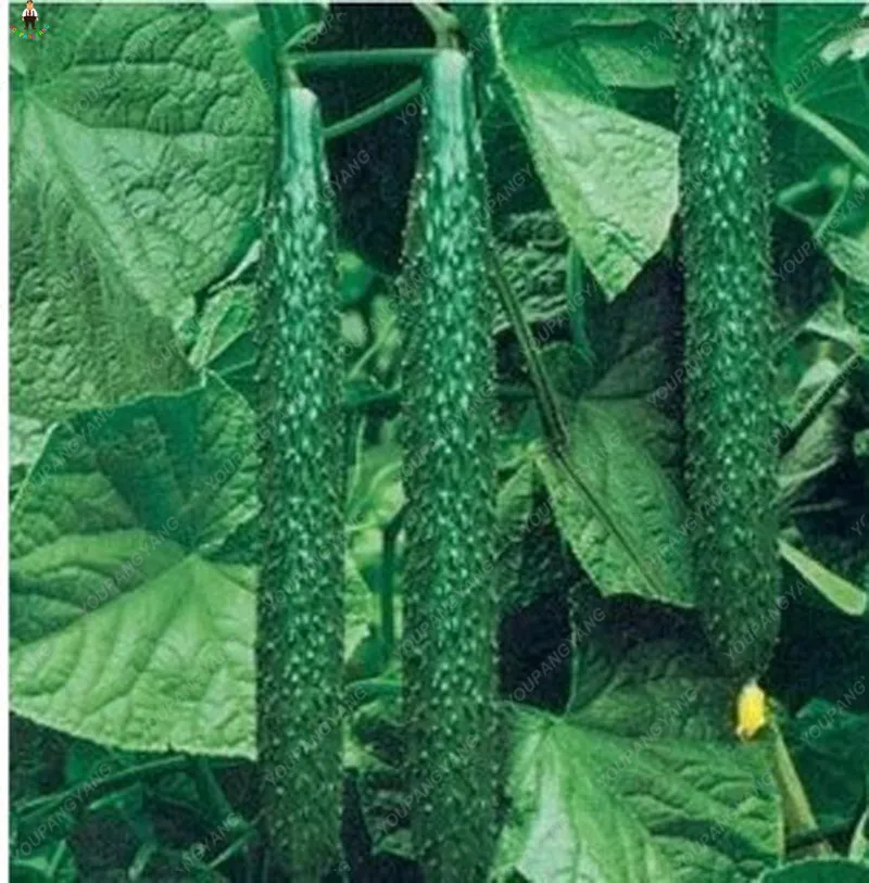 

New 100pcs/bag Cucumber Planting bonsai Green Cucumber bonsais Delicious Vegetable Fruit plantas For Home Garden Decoration