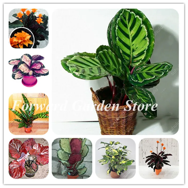 

100Pcs Thailand Beautiful Caladium Bonsai Perennial Flower Garden Potted Plant Caladium Diy Home Garden Colorful Leaf Seedsplant