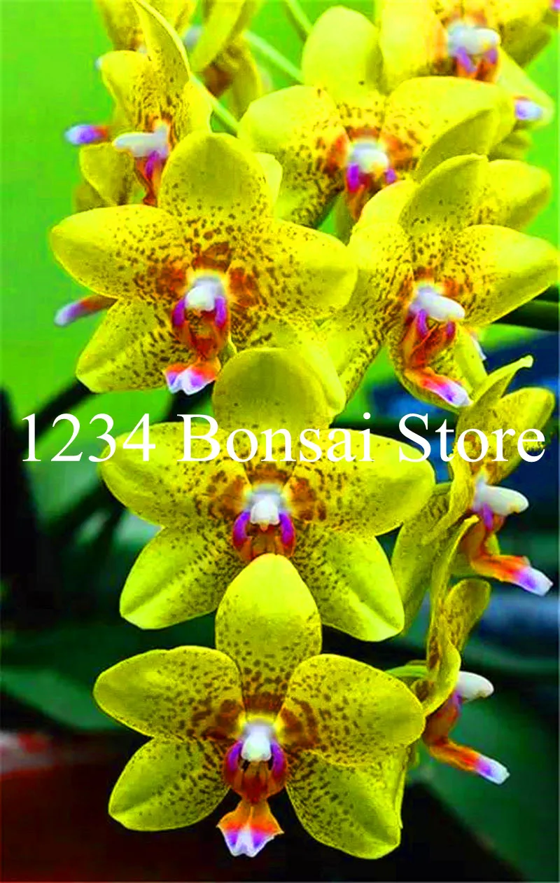 Big Sale!100 pcs Rare Cymbidium orchid Plants African Cymbidiums Plantas,Phalaenopsis bonsai flower Seedling for home garden pot