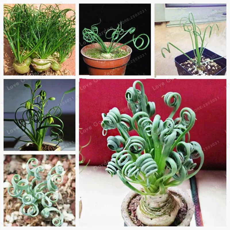 

100 Pcs/Bag Albuca Namaquensis Bonsai Sin Mankind Plants Broad Leaf Spring Grass Bonsai Succulents New Plants