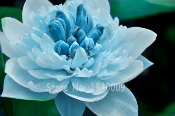 awesome graines de fleurs rares trs rare bleu lotus graines fleur with plantes d intrieur originales fleurs rares