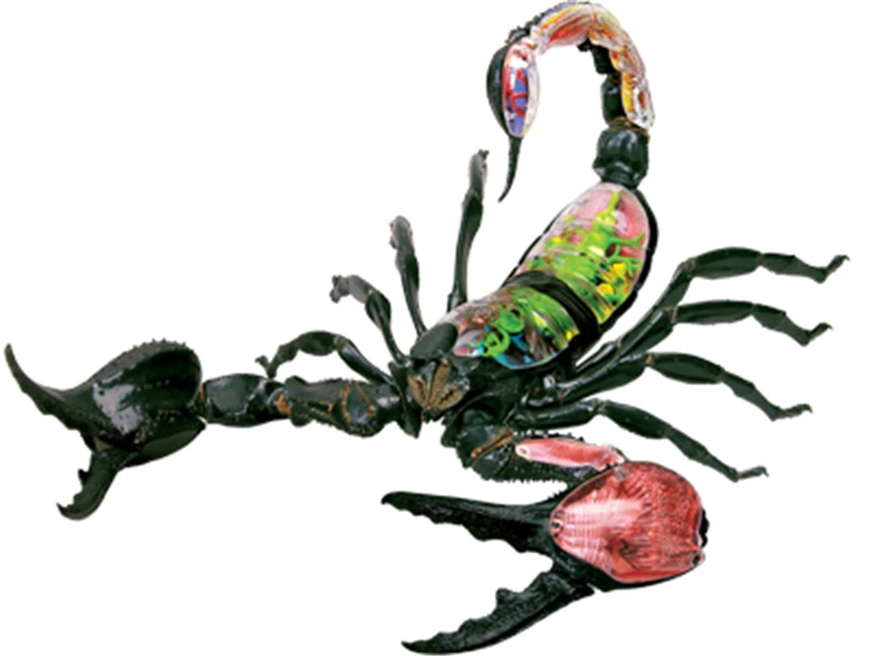 

Educational Designer Toys 4D Animals Bugs Insects Master Simulation DIY Anatomical model for Children mkd3 Scorpion Puzzle