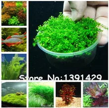 New !!! 1000 Pcs Underwater Aquatic Plants Seeds Moss Aquarium Plant Grass Seeds Fish Tank Landscape Ornamental Decor