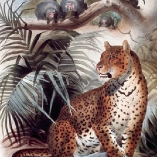Leopard  Artist Unknown Poster Print (24 x 36)