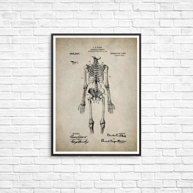 Skeleton Anatomy Canvas Print