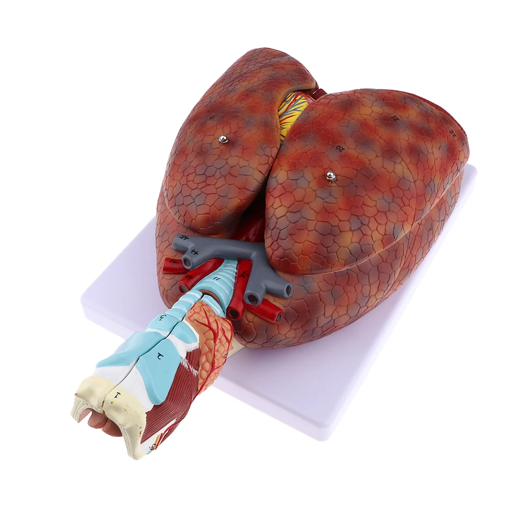 Human Respiratory System Medical Anatomical Model Larynx, Heart and Lung Anatomy Model (7 Parts), Life Size