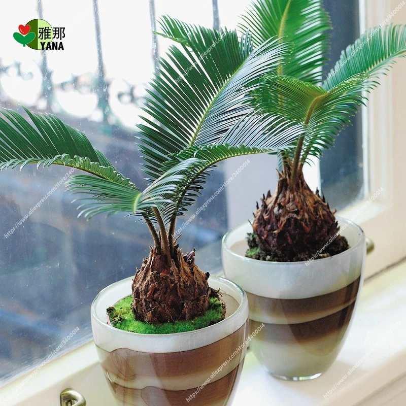 Cycas revoluta seeds Sago Palm Tree Tropical Fossil Cycad Bonsai Tree seed for indoor plant garden flowers seeds 1pcs/bag