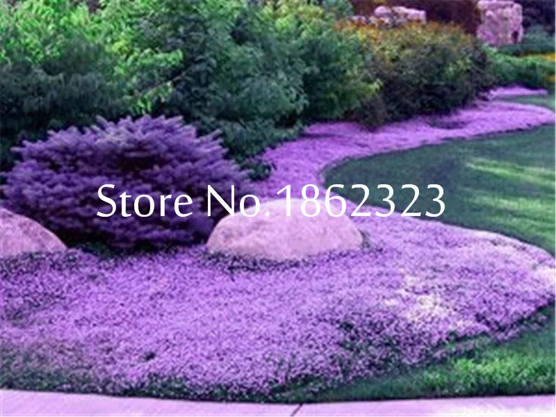 200Pcs/Bag Creeping Thyme bonsai, Rare Color ROCK CRESS plants - Perennial Ground Cover Flower Natural Growth For Home Garden