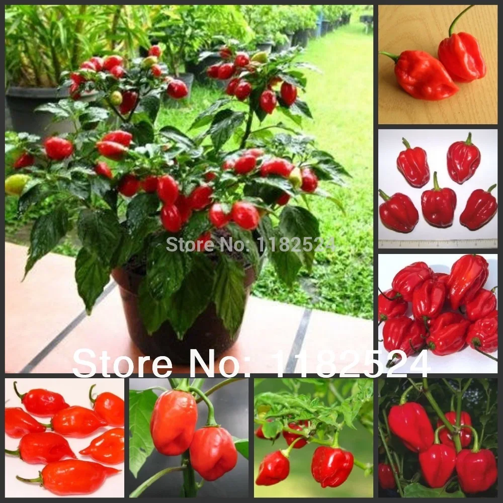 100 шт. HOT CHILLI PEPPER-Habanero красный-растительного Semillas Sementes