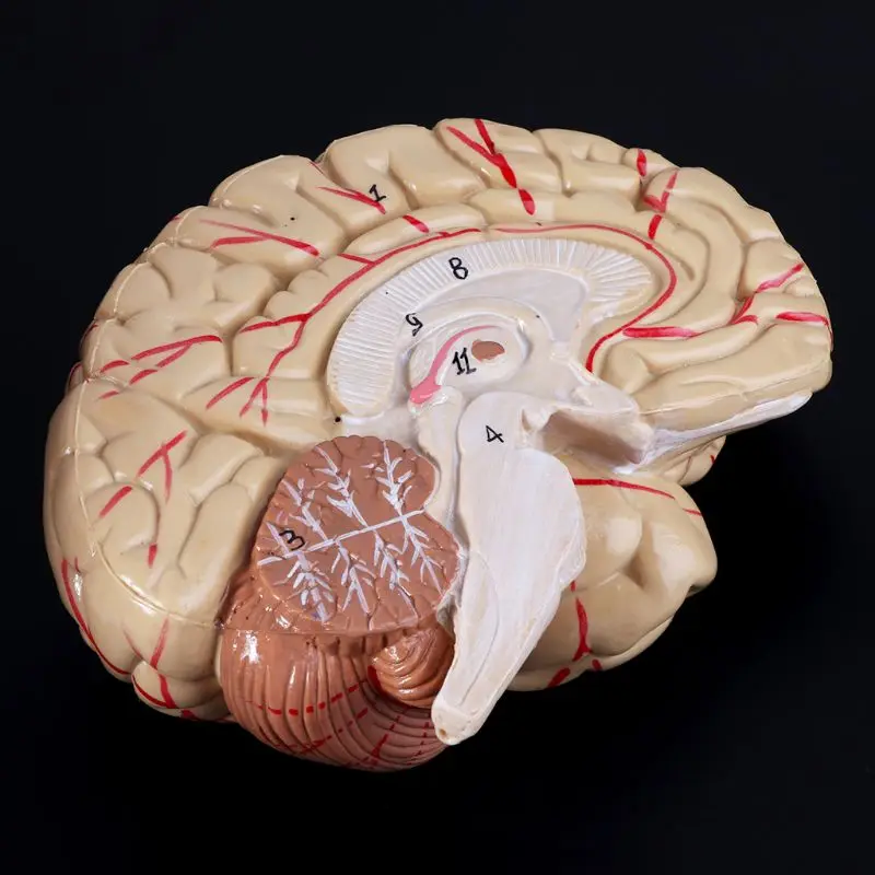Анатомия человека голова череп и мозги церебральная артерия анатомическая модель для обучения материала escolar L29K