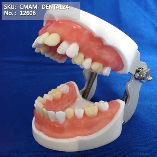 CMAM/12606 Dental Tooth extraction exercise, Human Oral Dental Medical