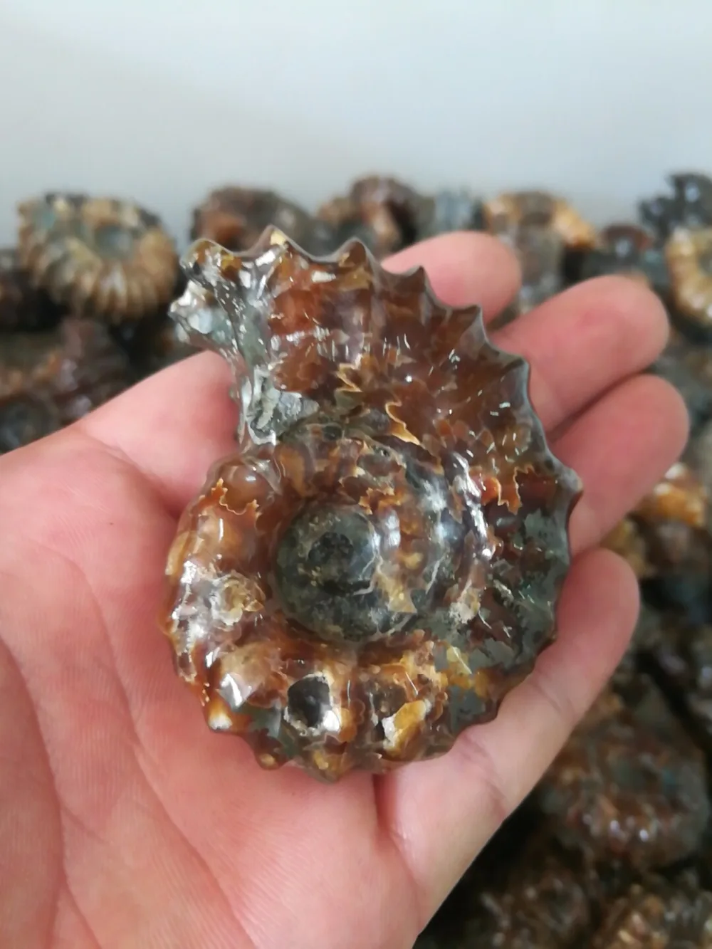 

A specimen of a natural Marine fossil