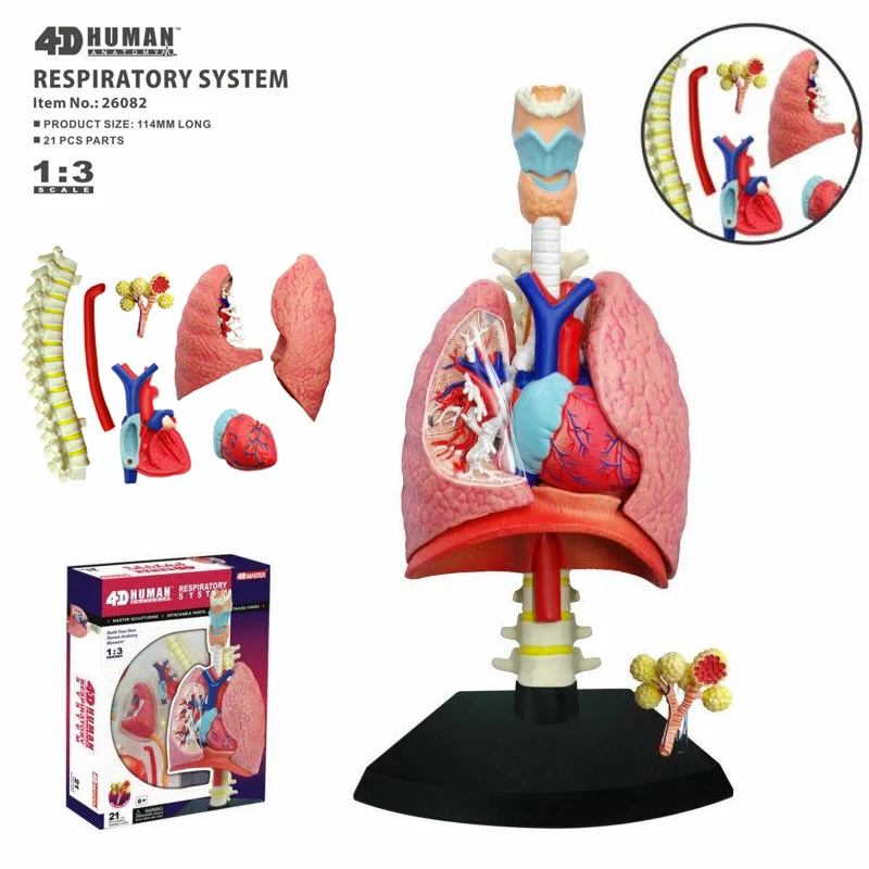 

4D Lung Intelligence Assembling Toy Human Organ Anatomy Model Medical Teaching DIY Popular Science Appliances