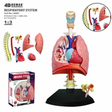 4D płuc inteligencji montażu zabawki narządów ludzkich model anatomiczny nauczania medycznego DIY popularne nauki urządzenia(China)