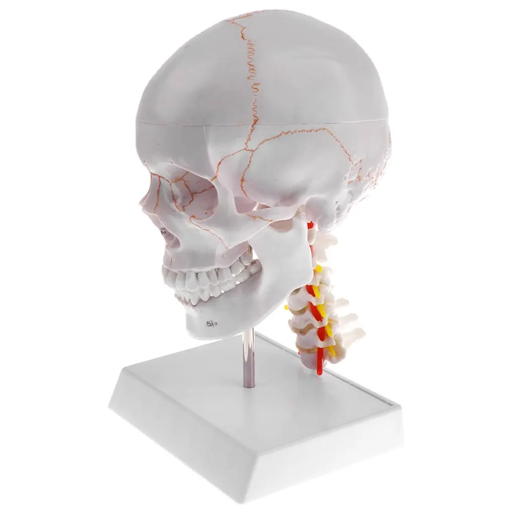  1: 1 Human Head Skull with Cervical Vertebra Model Anatomical Model for School Teaching Tool Learni - 32976867796