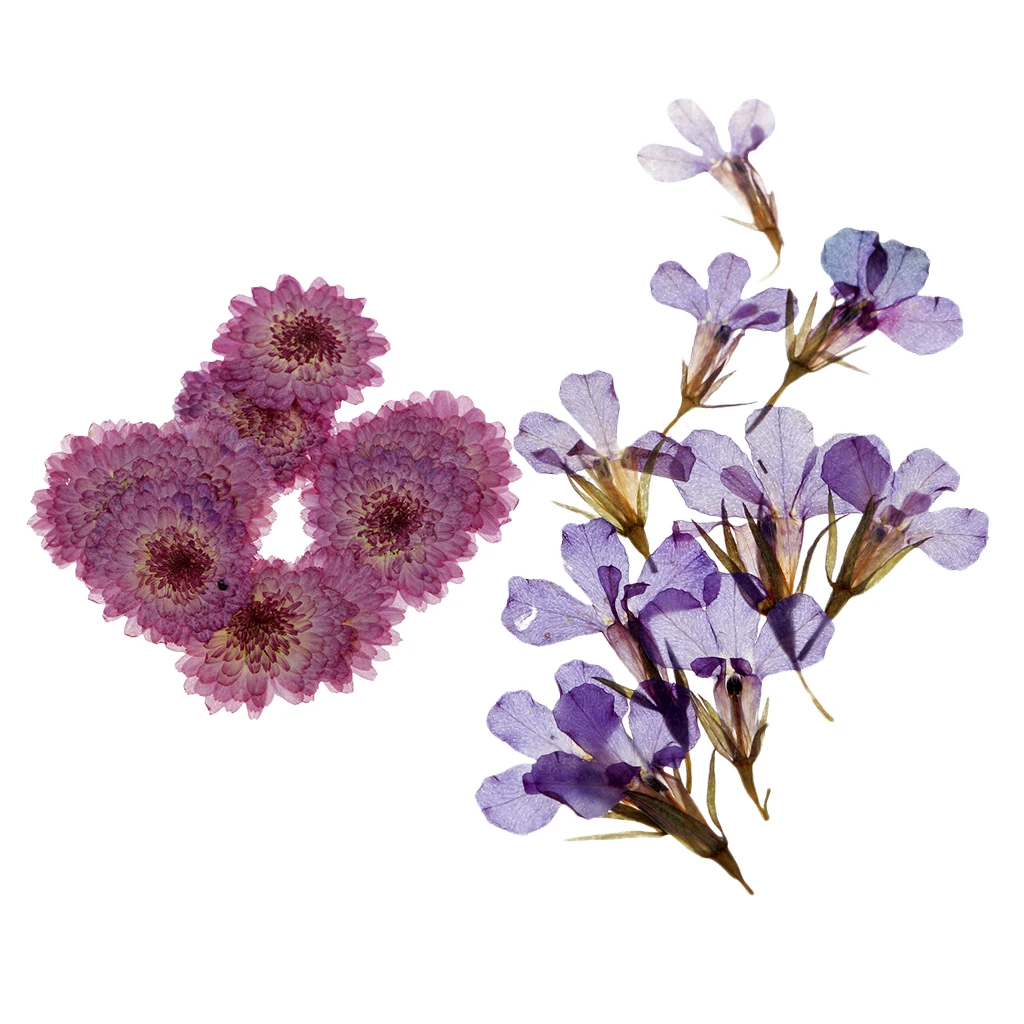 20 штук прессованные сушеные цветы Маргаритка Lobelia для DIY чехол телефона Украшение