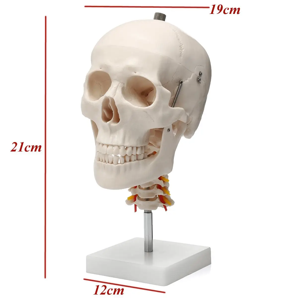 1:1 Размер жизни человеческий череп анатомический череп для изучения анатомии модель шейного отдела позвоночника скелетная школьная образовательная медицинская учебная