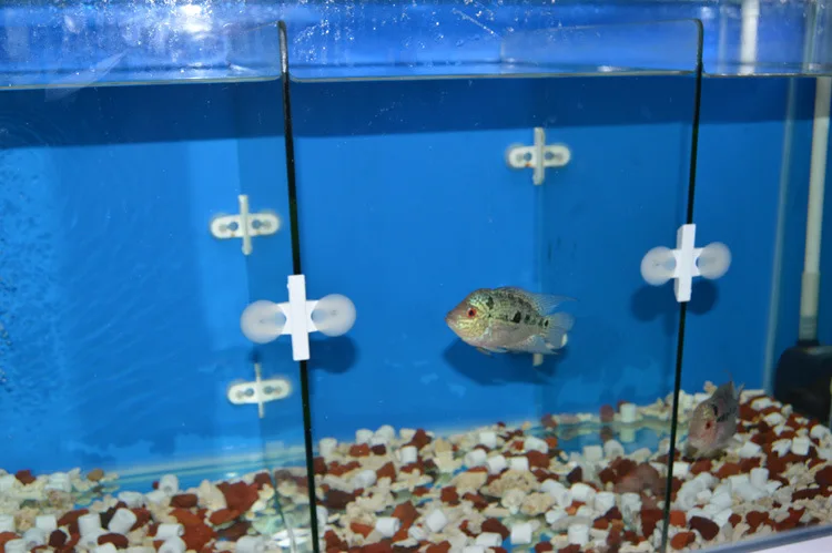 2 ピース ロット水族館の水槽分周器セパレータークリップ吸引カップ仕切り黒プラスチックシートホルダーペット魚文化製品 Culture Aliexpress 2 ピース ロット水族館の水槽分周器セパレータークリップ吸引カップ仕切り黒プラスチックシートホルダーペット魚文化製品 Culture Aliexpress
