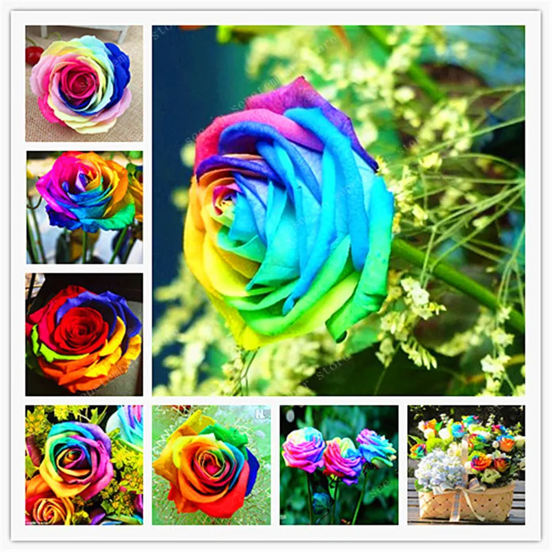 big——selling 500 pcs Rare Holland Rainbow Rose Flower bonsai Home Garden Rare Flower plant rainbow Rose flores