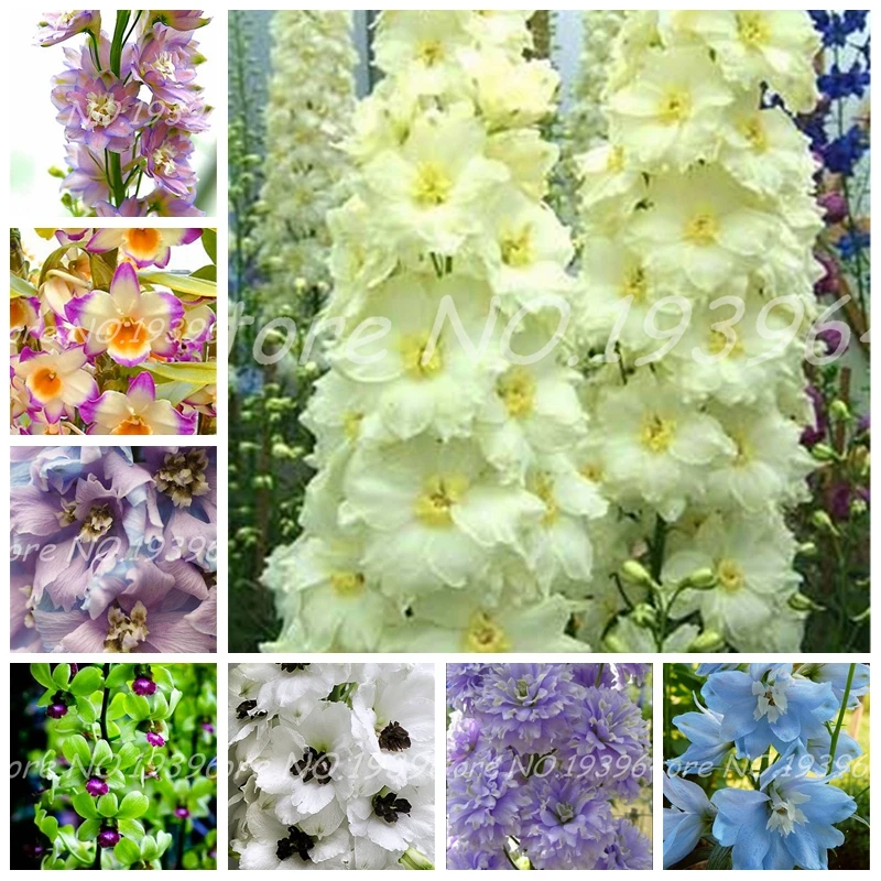 Big Promotion!! 100 Pcs Dendrobium Bonsai, Potted Plant Flower In Bonsai Rare Orchid Plants for Home Garden,The Budding Rate 95% Big Promotion!! 100 Pcs Dendrobium Bonsai, Potted Plant Flower In Bonsai Rare Orchid Plants for Home Garden,The Budding Rate 95%