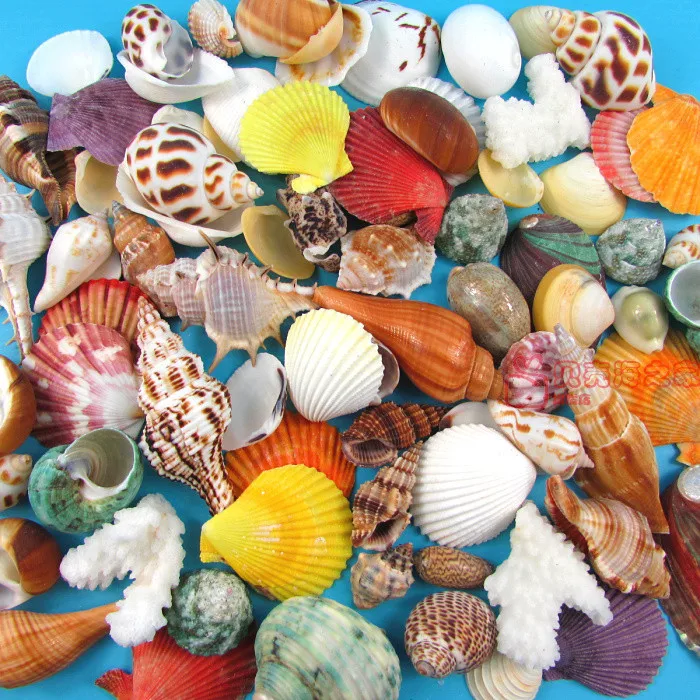 sea shell Rooster Conch  crafts or aquarium odd shell lot of 4 <>< nautical 
