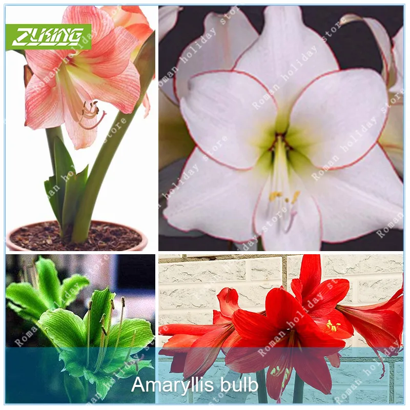 ZLKING 1 Pcs/pack Big True Amaryllis Bulbs Indoor And Outdoor Potted Flowers Plants Flower Bulb Bonsai Survival Rate Is High
