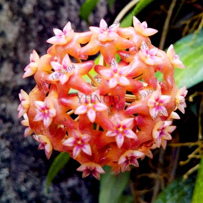 100 шт./упак. Редкие Hoya цветок flores, Орхидея, растения, в помещении бонсай Flowerfor дома и сада посадки легко растить