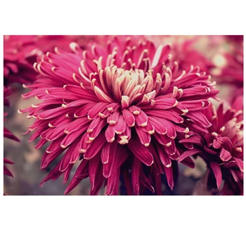 

Home Decoration DIY Needlework Counted Cross Stitch Set Embroidery Kit 14CT 11CT Red Flower Pattern Cross-Stitching