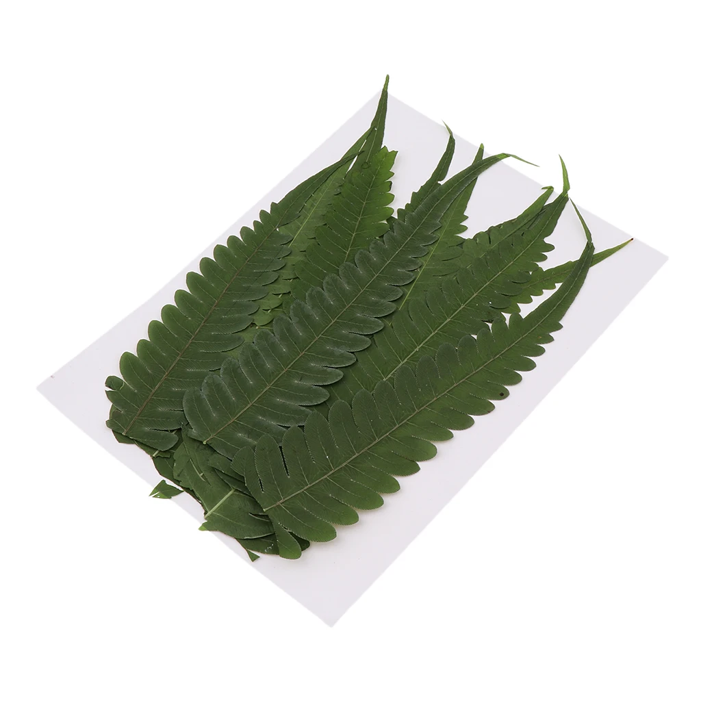 12 Pieces Pressed Fern Leaves, Natural Real Dries Flower Leaves for DIY Crafts