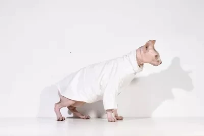 Свитер с двойным воротником и хомутом от Sphynx Cornish Rex Devon cat.ordinarycat| |