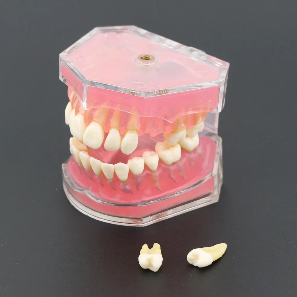 Стоматологическая Учебная модель стандартная модель съемные зубы мягкая резинка для взрослых