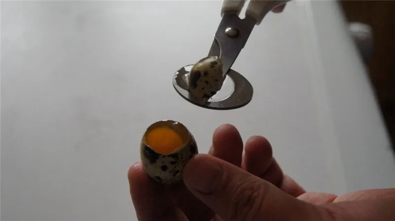 Quail eggs scissors11