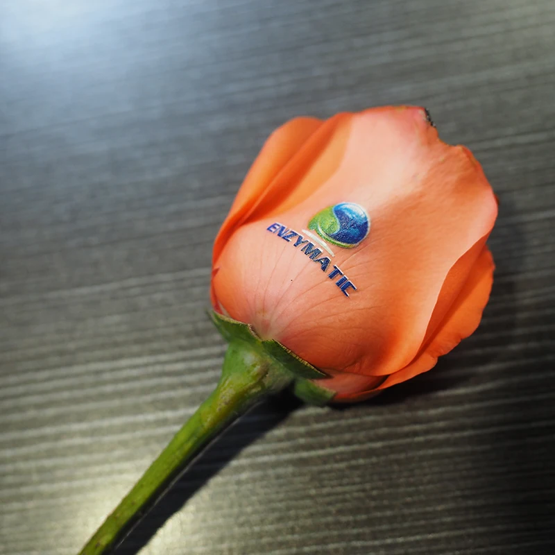 rose6