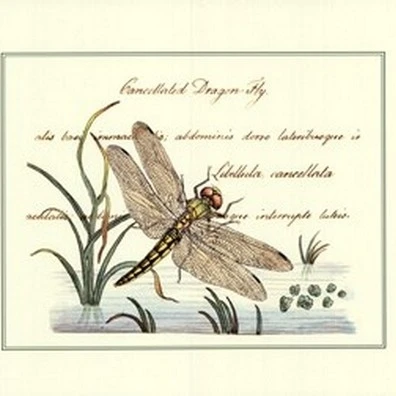 Antique Dragonfly I Poster Print (13 x 10)